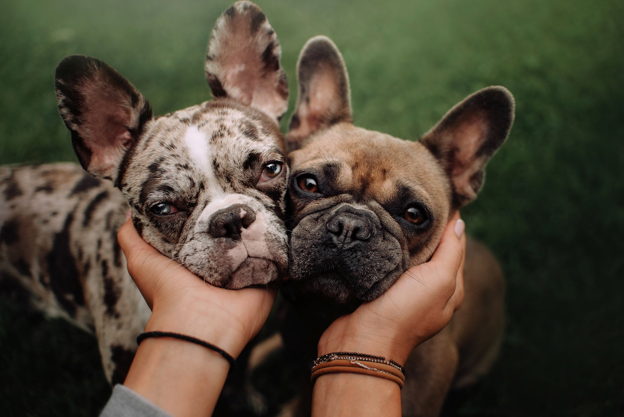 two french bulldog dogs portrait close up outdoors together